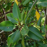 Rhizophora apiculata Blume